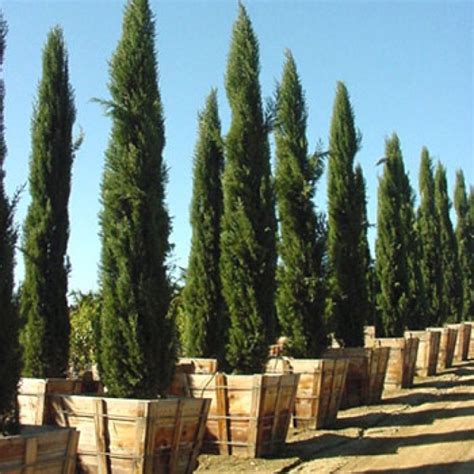 25 Cupressus Sempervirens Italian Cypress Seeds