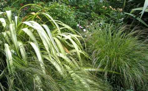Product was successfully added to your shopping cart. New Zealand Native Plants