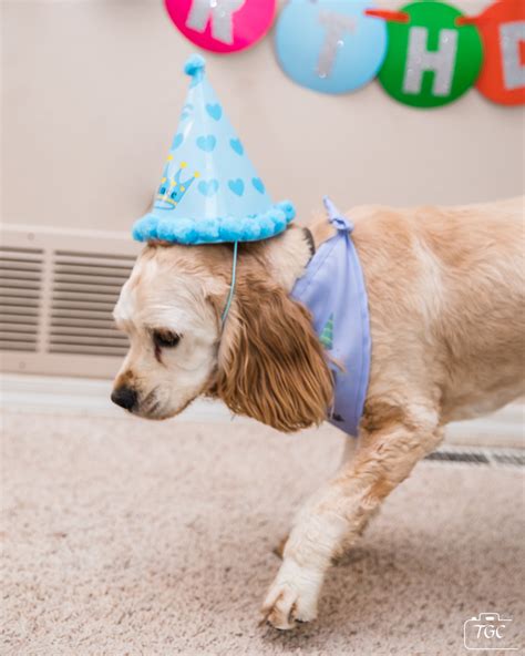 dogs  birthdays  tgc photography