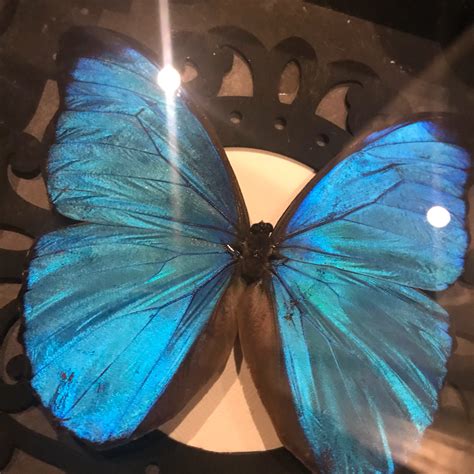 Real Blue Morpho Butterfly Taxidermy Display Best Seller