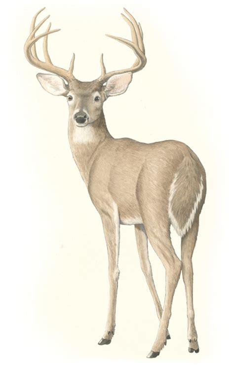 the white tailed deer artofit