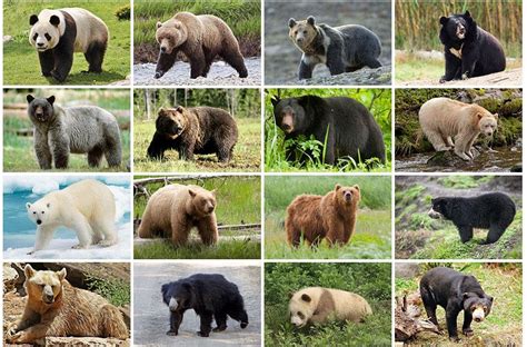 Animals Bears Quiz