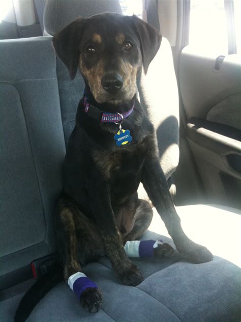 Guesses for what kind of mix?! Lab Mix (rottweiler, black, rescued