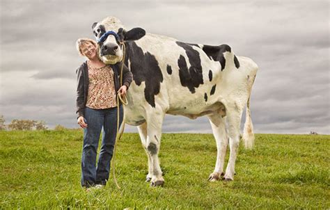 Heres The Real Story Behind Internets New Fascination The ‘giant Cow Scoopwhoop