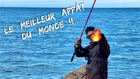 Le meilleur APPÂT au MONDE K Belle pêche de bar en bord de mer à l appât naturel YouTube