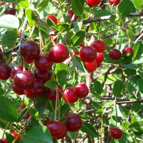 New Cherry Bush Porthos