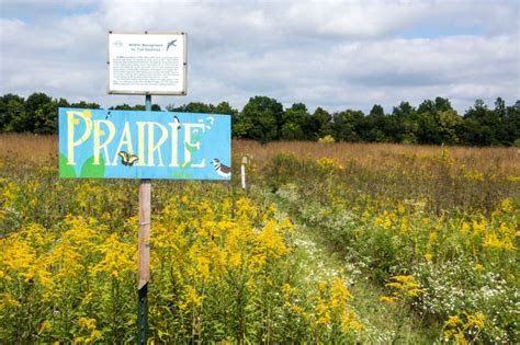 Discover The Source Of A Spring Tonic Stratford Ecological Center