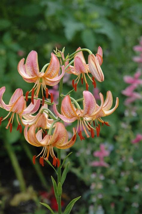 Check spelling or type a new query. Attiwaw Martagon Lily | Day lilies, Martagon lily, Peach ...