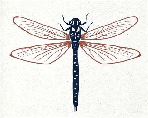 Dragonfly Illustration Dragonfly Drawing Dragonfly Art Illustration