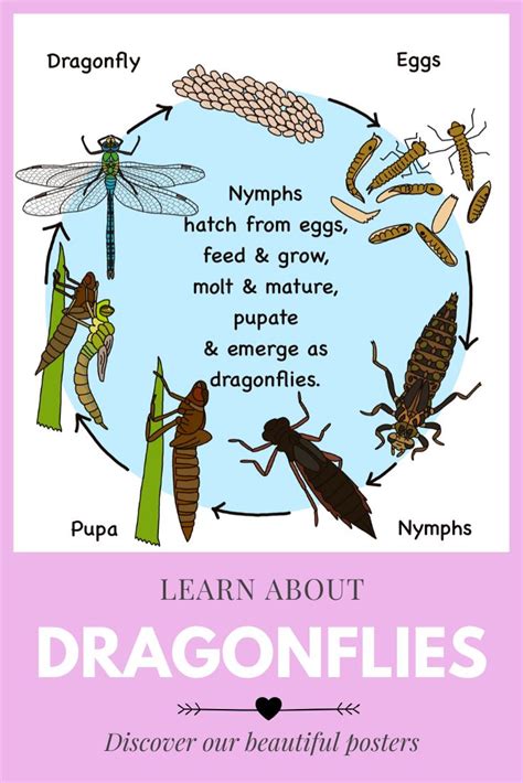 Dragonfly Life-Cycle Poster in 2020 | Dragonfly life cycle, Life cycles