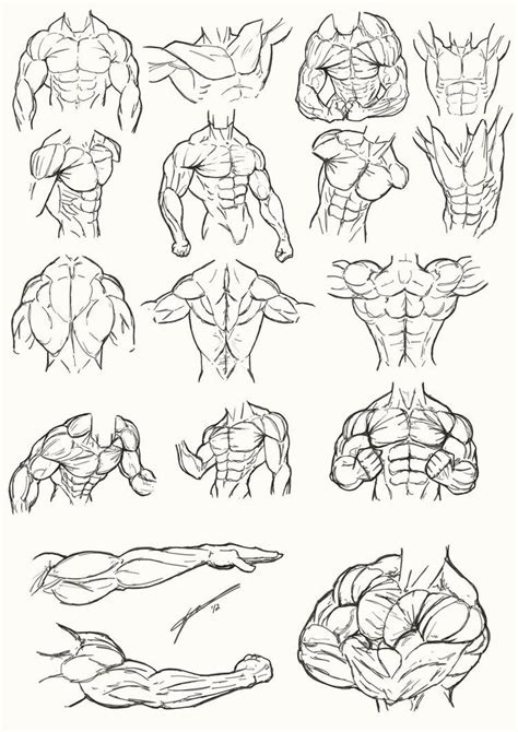 Pin By Asaki A40 On Anatomie Muscle Osature Drawings Male Torso