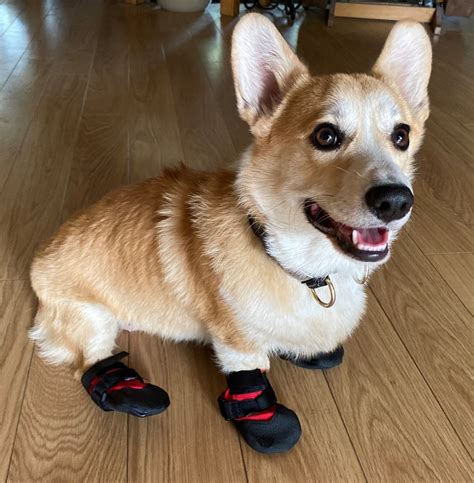 What The Best Dressed Corgi Wears When She Hikes Sierra News Online