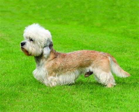 dandie dinmont terrier dog breed profile petfinder