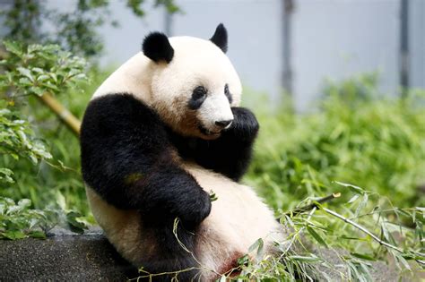 Tokyos Ueno Zoo Reopens After Four Month Closure Due To Coronavirus