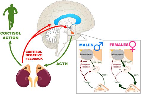 Pedophilia Is Linked To Reduced Activation In Hypothalamus And Lateral Hot Sex Picture