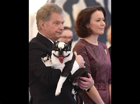 A five year old boston terrier leno together with his master attracted the attention of many people who were at the time of their presence. Photoshop battle: A picture of dog with Finland ...