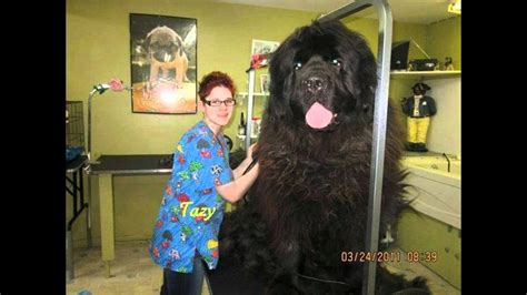 Worlds Biggest Newfoundland Dog 🐶 世界上最大的纽芬兰犬 Youtube