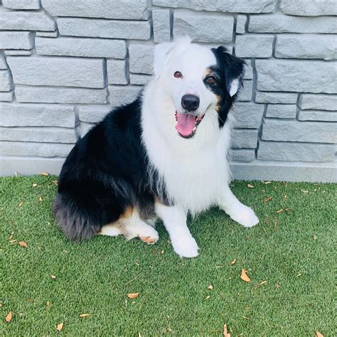 For dogs suffering from separation anxiety, daycare might be helpful. Dog Daycare McKinney, Little Elm, Frisco | Bliss pet ...