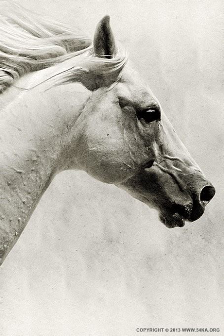 The White Horse Iii White Horse Portrait 54ka Photo Blog