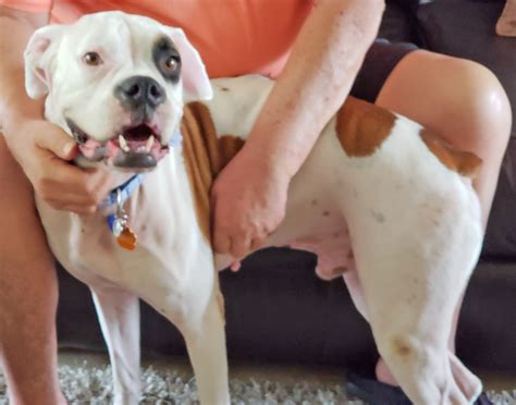 We are a group of volunteers, dedicated to finding loving forever homes for unwanted, abandoned, and surrendered boxers. Scout2 - Boxer Rescue Angels of Florida