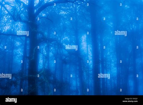 Dark Foreboding Forest In Fog Hi Res Stock Photography And Images Alamy