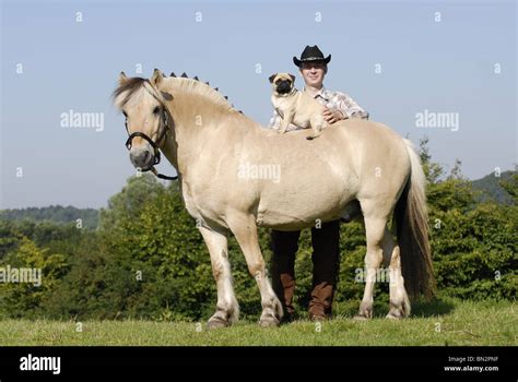 Man With Horse And Pug Stock Photo Alamy