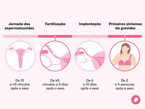 Quando Acontece A Fecundação