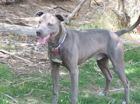 Thinking maybe this is what zelda looked like as a pup! Blue Lacy Game Dog ~ PassionMoonBlueLacyDog