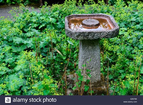 We did not find results for: Vogeltraenke aus Stein im Garten, Frauenmantel, Alchemilla ...