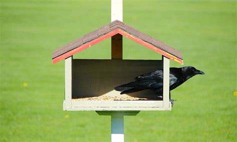 12 Tips On How To Attract Crows To Your Yard 2022 World Birds