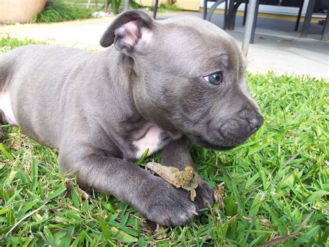 Purebred Blue English Staffordshire Bull Terrier Puppy 3 Months