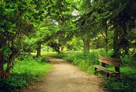 Laeacco Forest Park Bench Trees Dusk Spring Nature Photography Background Customized