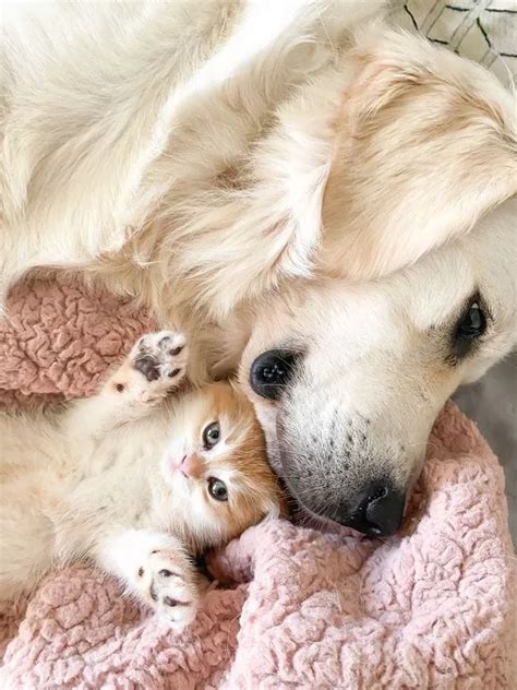 Golden Retriever And Cat Become Viral Sensations For Their Cute