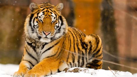 Wallpaper Animals Nature Snow Sleeping Tiger Wildlife Big Cats