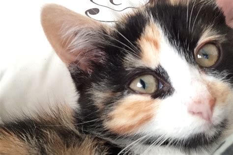 Inhalant, food, and contact allergies can all cause dermatitis with scaly, dry skin. Why Does Your Cat's Nose Change Color? - Catster