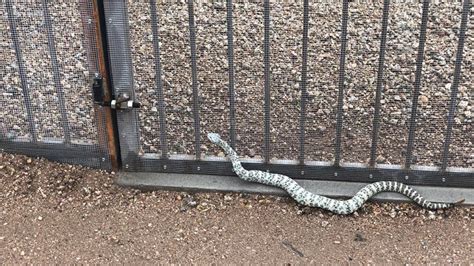 Electric Fence For Snakes 3steps