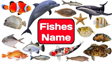 Fishes Name In Hindi And English With Pictures मछलियों के नाम
