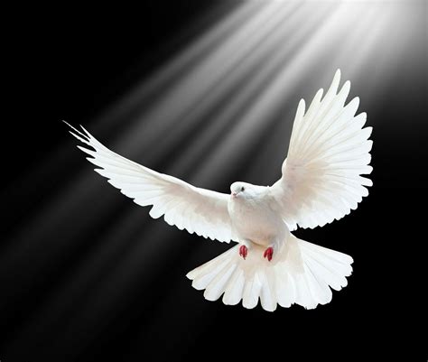pin-by-dalia-ahmed-on-natural-white-doves,-dove-flying,-bird-photography