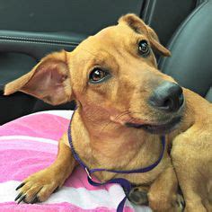 Check out our available puppies! PuppyFinder (puppyfinder) - Profile | Pinterest