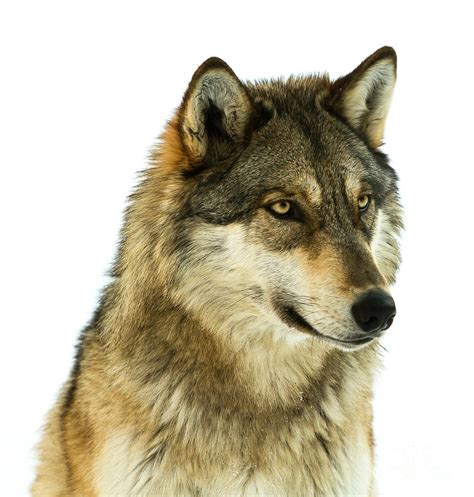 High Key Wolf Portrait Photograph By Donna Crider Fine Art America