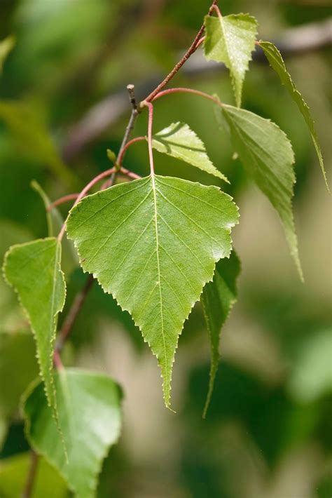 Gray Birch Tree 6920 Sharon Friends Of Conservation