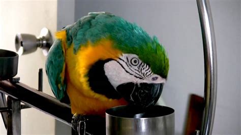 Macaw Parrots Youtube