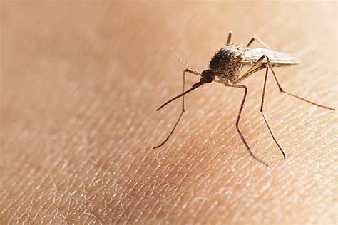 First Mosquito Borne Virus Of 2021 Detected In Michigan