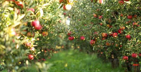 Visit These Yakima Orchards For Fresh Produce Ledgestone Hotels
