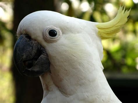 Is your roommate or girlfriend going to be happy with. Top 10 Most Beautiful Parrots In The World - The ...