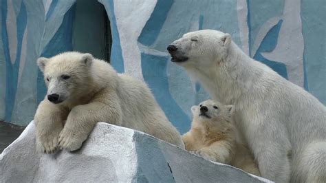 The Profile Of Gerda The Polar Bear With Her Twin Cubs Nordi And Shayna