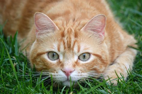 Wallpaper Grass Outdoors Cats Animals Mammals 2047x1365