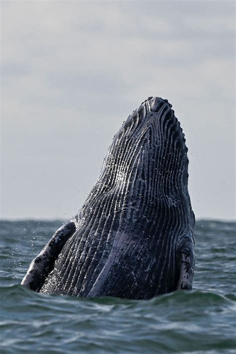 Rarely Seen Event 40 Ton Humpback Whale Leaping Entirely Out Of The