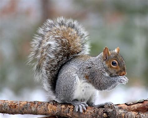 Royalty Free Eastern Gray Squirrel Pictures Images And Stock Photos