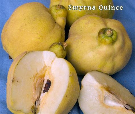 Unfollow quince tree to stop getting updates on your ebay feed. Dave Wilson Nursery